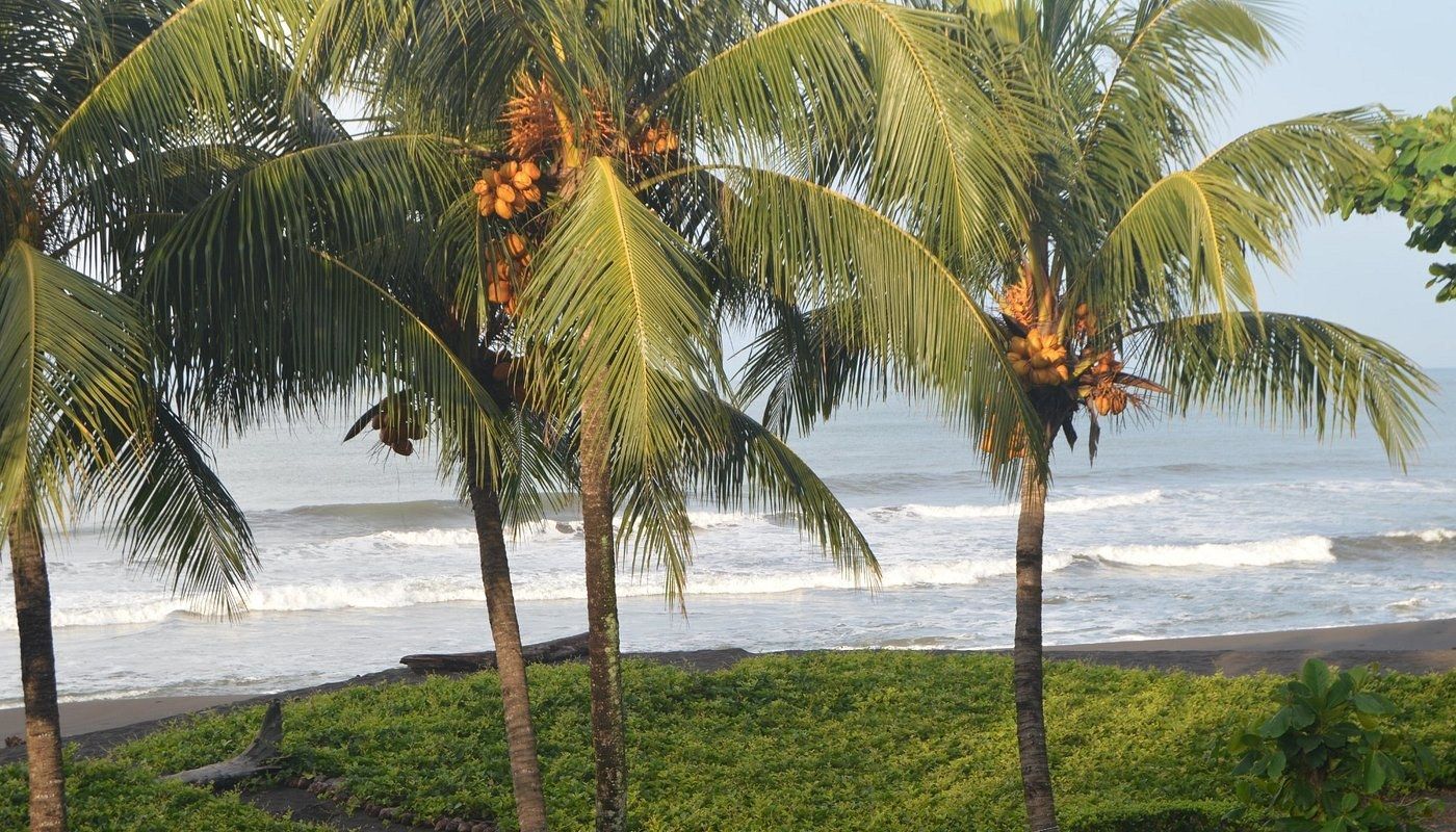Coconut palms over the beachfront garden